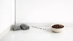 Mäuse im Winter in der Wohnung: die besten Sofortmaßnahmen und was wirklich dauerhaft hilft