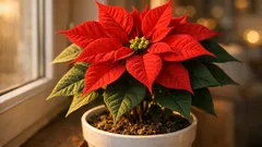 Weihnachtsstern pflegen nach Weihnachten: so bleibt er gesund und wird im Herbst wieder rot