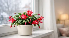 Weihnachtskaktus richtig pflegen: So blüht er im Winter zuverlässig