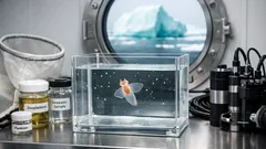 Antarktis-Expedition am Denman-Gletscher: was 60 Tage Forschung über Meeresspiegel und Arten verraten