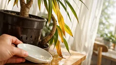 Drachenbaum pflegen: die 7 häufigsten Fehler beim Gießen, Standort und Raumklima